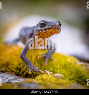 Il tritone alpestre (Ichthyosaura alpestris) sul frontale moss e rocce naturali in ambiente di montagna Foto Stock