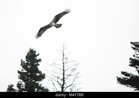 Osprey in volo - Pandion haliaetus. Foto Stock