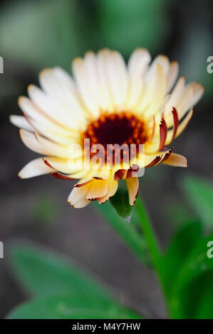 La Calendula è sia un fiore commestibile e erba medicinale. Una tintura è costituito dalle foglie e i petali ed è usato per il trattamento di disturbi della pelle. Foto Stock