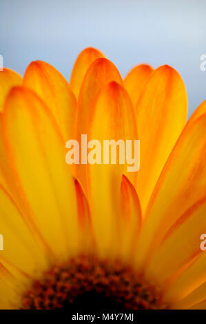 Gerbera è molto diffuso e ampiamente utilizzato come un giardino decorativo o vegetali come fiori recisi. Foto Stock