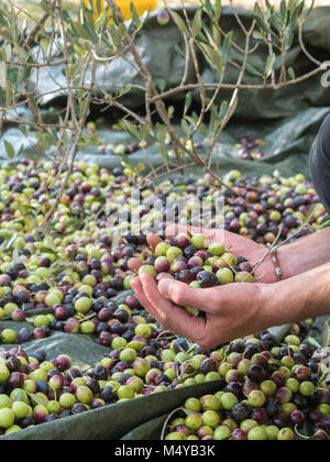 Giovane uomo haresting olive su albero di olivo plantation Foto Stock