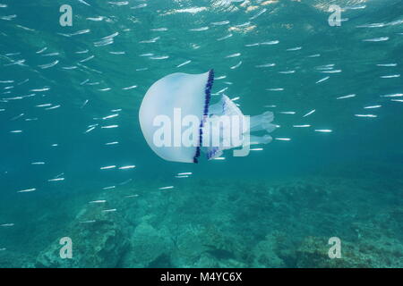 Medusa underwater un Mediterraneo jelly Cotylorhiza tuberculata con piccoli pesci, Calabira, Italia Foto Stock