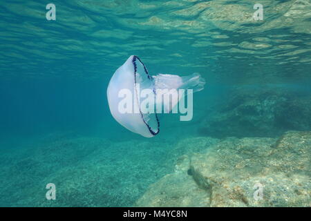 Underwater una canna meduse, Rhizostoma pulmo, nel mare Mediterraneo, Catalonia, Costa Brava, Cap de Creus, Spagna Foto Stock