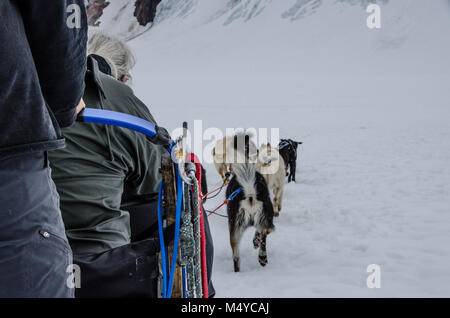 Femmina esperienze pensionato il divertimento e l'emozione di sleddog. Gite turistiche su slitta trainata da cani con musher in inverno deserto - Alaska Foto Stock