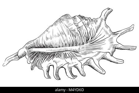 Disegno a mano di conchiglia. Vettore illustrazione monocromatica isolati su sfondo bianco. Illustrazione Vettoriale