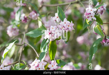 Daphne bholua fiori. Foto Stock