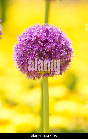 Infiorescenza di cipolla gigante (Allium giganteum) contro sfondo luminoso Foto Stock