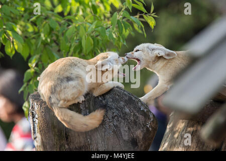 White Fennec fox o Desert fox con grande orecchio Foto Stock