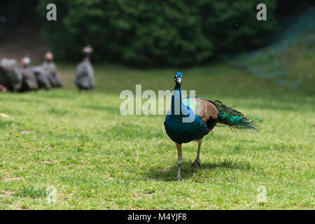 Peacock visualizza vivido colore blu su erba verde Foto Stock