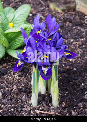 In prossimità di un piccolo agglomerato di Iris reticulata Pixie Foto Stock