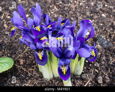 In prossimità di un piccolo agglomerato di Iris reticulata Pixie Foto Stock