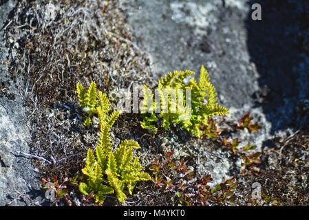 Verde Felce che cresce su rocce di Ilulissat in Groenlandia - Danimarca Foto Stock