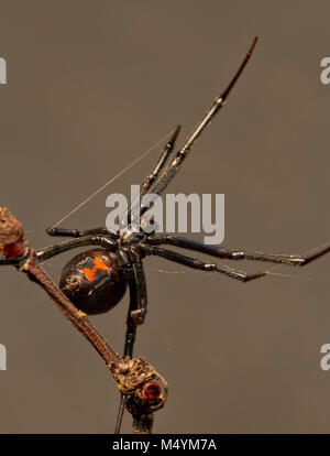 Femmina black widow spider Foto Stock