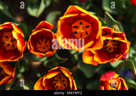 Freschi tulipani colorati in luce calda del sole Foto Stock