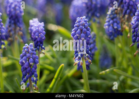 Giacinto di uva (Muscari armeniacum) nel giardino di primavera Foto Stock