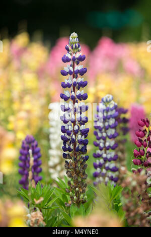 Colorati Fiori di lupino in legno su un tramonto Foto Stock