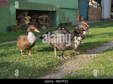 Anatra maschio con due femmine in posa di backyard Foto Stock