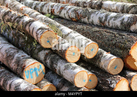 Legno di betulla logs impilati, dettaglio. Foto Stock