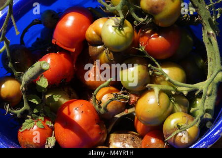 Il pomodoro late blight (Phytophthora infestans) Foto Stock