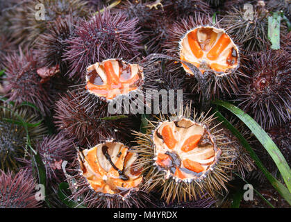 Ricci di mare con le uova di colore arancione per il sushi Foto Stock