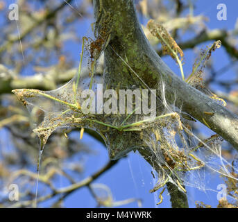 Apple ermellino; ermellino; Foto Stock