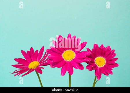 Tre rosa fiori di piretro sul cielo blu come sfondo. Pink daisy. Close up. Foto Stock