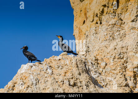 Coppia di uccelli cormorani di Brandt che brulicano sulle scogliere presso la riserva naturale statale di Torrey Pines. Foto Stock