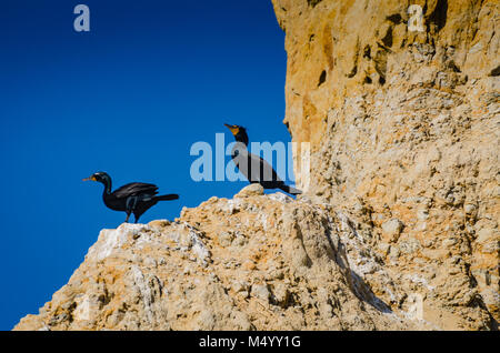 Coppia di uccelli cormorani di Brandt che brulicano sulle scogliere presso la riserva naturale statale di Torrey Pines. Foto Stock