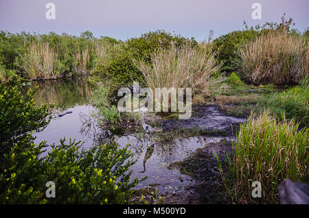 Alligatore passato flottante airone cenerino a Taylor Slough in Everglades National Park nel Sud della Florida. Foto Stock