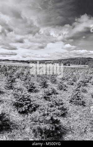 Gli alberi giovani in vivaio Foto Stock