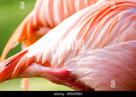 Madrid, Spagna. Il 19 febbraio, 2018. American flamingo (Phoenicopterus ruber) presso lo Zoo di Madrid il 19 febbraio 2018 a Madrid, Spagna. Credito: David Gato/Alamy Live News Foto Stock