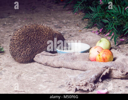 Animali, di filo spinato, bestie, simpatici animali bere latte,riccio, mammifero, la fauna selvatica, natura Foto Stock