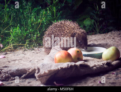 Animali, di filo spinato, bestie, simpatici animali bere latte,riccio, mammifero, la fauna selvatica, natura Foto Stock