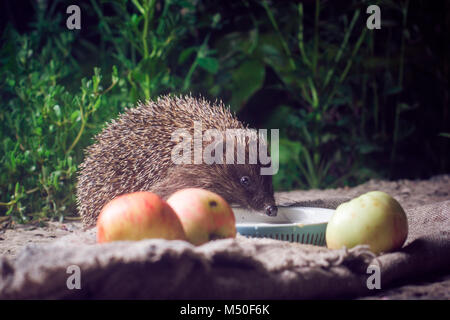 Animali, di filo spinato, bestie, simpatici animali bere latte,riccio, mammifero, la fauna selvatica, natura Foto Stock