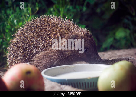 Animali, di filo spinato, bestie, simpatici animali bere latte,riccio, mammifero, la fauna selvatica, natura Foto Stock