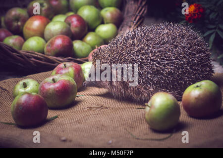 Animali, di filo spinato, bestie, simpatici animali bere latte,riccio, mammifero, la fauna selvatica, natura Foto Stock