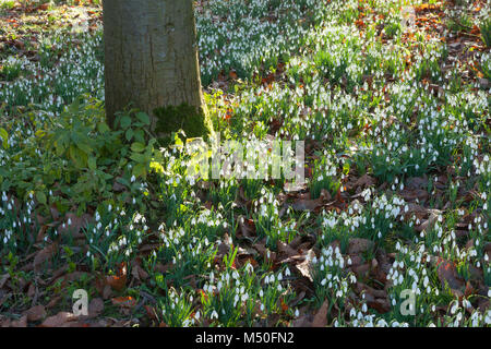 Hodsock Priory, Nottinghamshire, Regno Unito. Inverno, febbraio 2018. Foto Stock