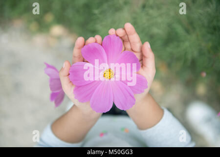 Cosmos fiori in mano del bambino. Foto Stock