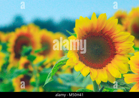 Bel colore giallo dei girasoli crescono su un campo di fattoria Foto Stock