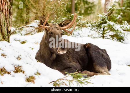 Alci (Alces alces) toro con corna rotto in appoggio sulla coperta di neve terreno forestale. Foto Stock