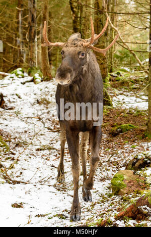 Alci (Alces alces) bull visto di fronte in piedi nella foresta d'inverno. Foto Stock