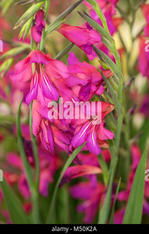 Un intrico delle colorate Gladiolus Byzantinus (Communis) cresce in un confine erbacee Foto Stock