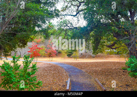 Bellissimo percorso attraverso un parco verde e rosso alberi colorati, le foglie sono per il modo, Palo Alto, California, Stati Uniti d'America Foto Stock