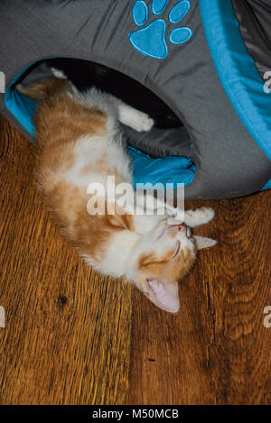 Un lo zenzero e bianco gattino addormentato a metà strada fuori della sua casa cat Foto Stock