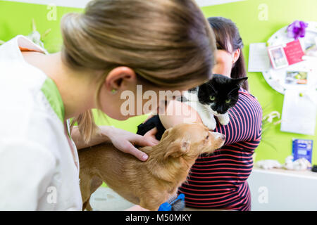 Di cane e di gatto insieme a Vet pet o parrucchiere Foto Stock