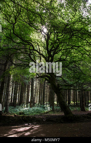 Alberi che fiancheggiano un percorso attraverso i boschi a Beecraigs Country Park, Scozia Foto Stock