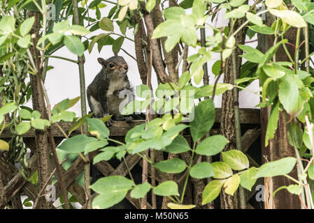 Un grigio scoiattolo (Sciurus carolinensis) seduto su un giardino recinto Foto Stock