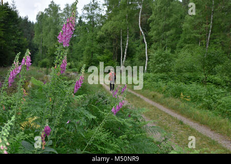 Foxglove viola; Comune foxglove; lady del guanto Foto Stock