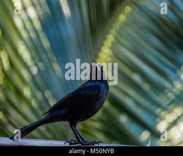 Carib Grackle blackbird appollaiate su rotaia in Antigua Foto Stock