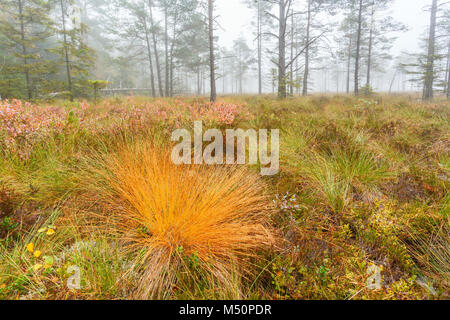 Zolle d'erba con i colori autunnali su un bog nella nebbia Foto Stock